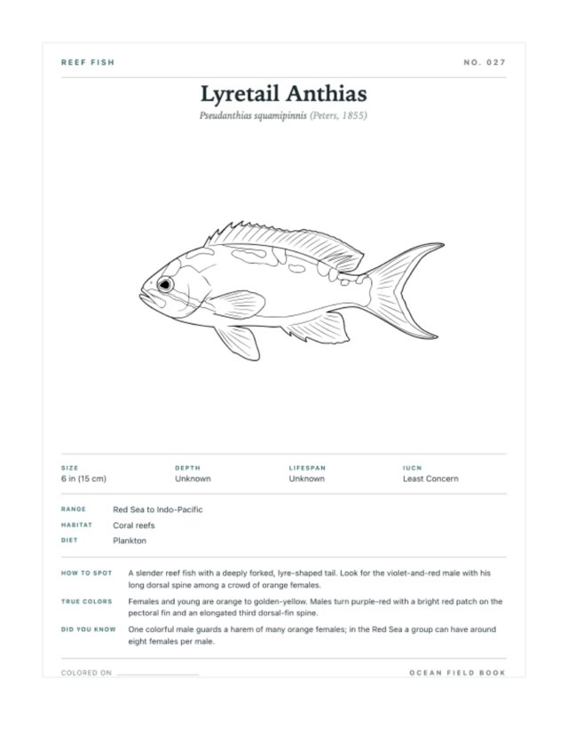 Lyretail Anthias coloring page — field guide card