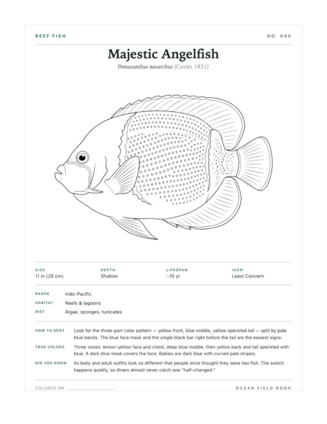 Majestic Angelfish coloring page — field guide card