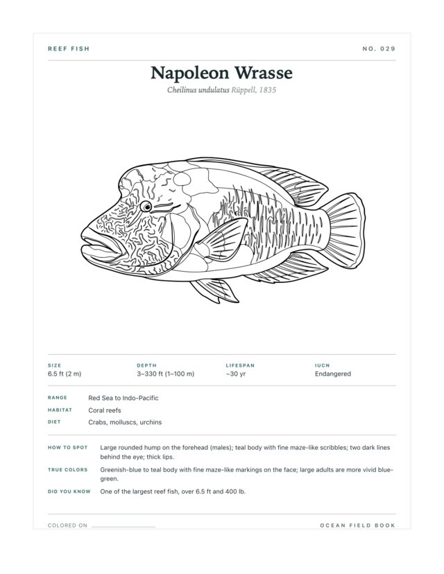 Napoleon Wrasse coloring page — field guide card