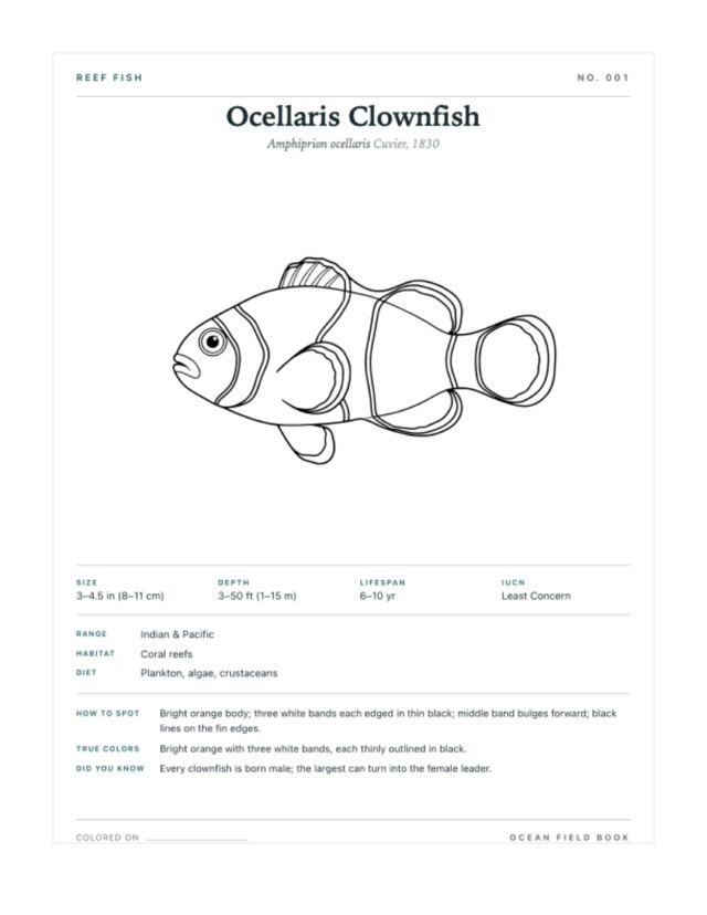 Ocellaris Clownfish coloring page — field guide card