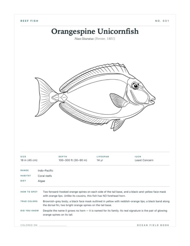 Orangespine Unicornfish coloring page — field guide card