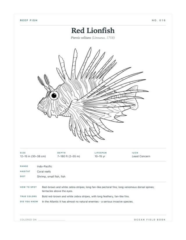 Red Lionfish coloring page — field guide card