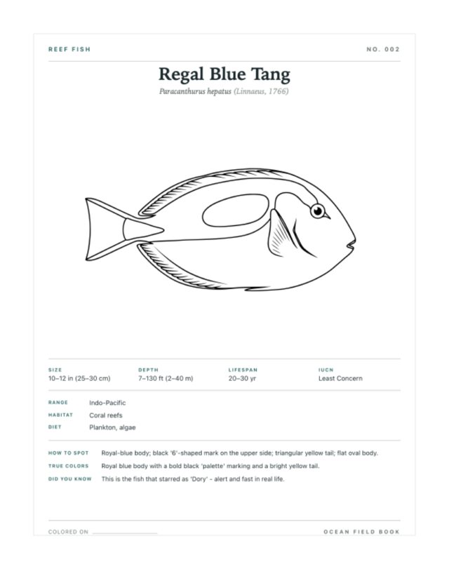 Regal Blue Tang coloring page — field guide card