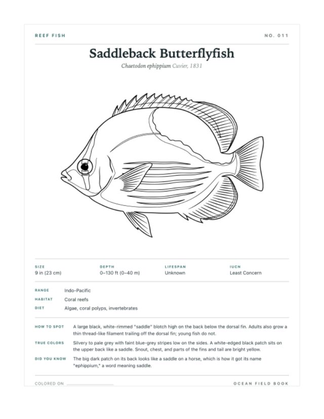 Saddleback Butterflyfish coloring page — field guide card