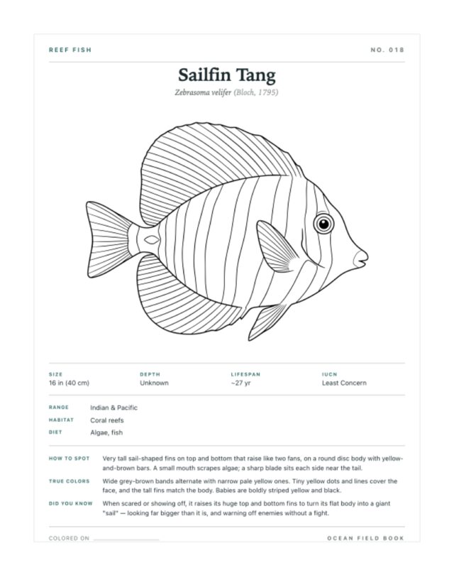 Sailfin Tang coloring page — field guide card