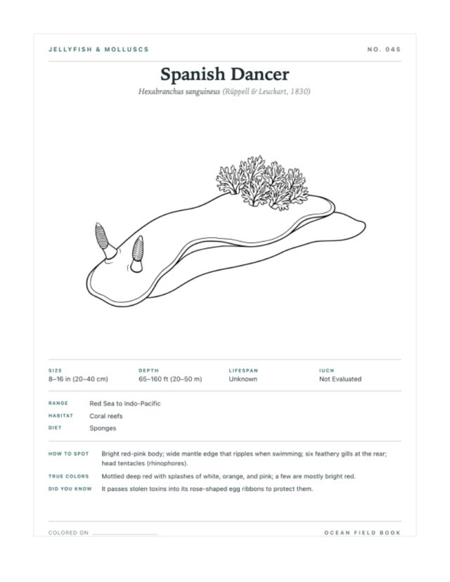 Spanish Dancer coloring page — field guide card