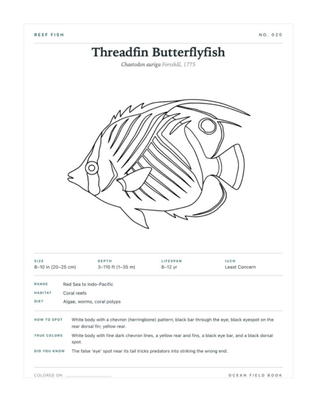 Threadfin Butterflyfish coloring page — field guide card