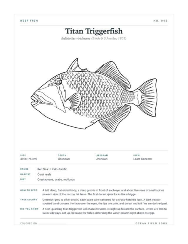 Titan Triggerfish coloring page — field guide card