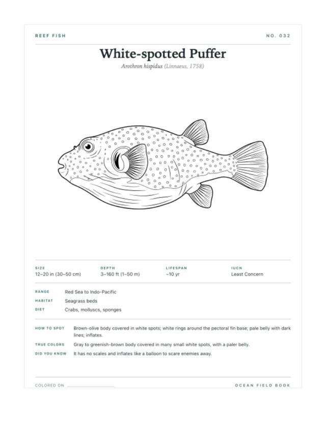 White-spotted Puffer coloring page — field guide card