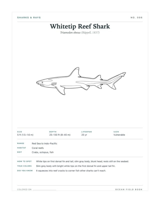 Whitetip Reef Shark coloring page — field guide card