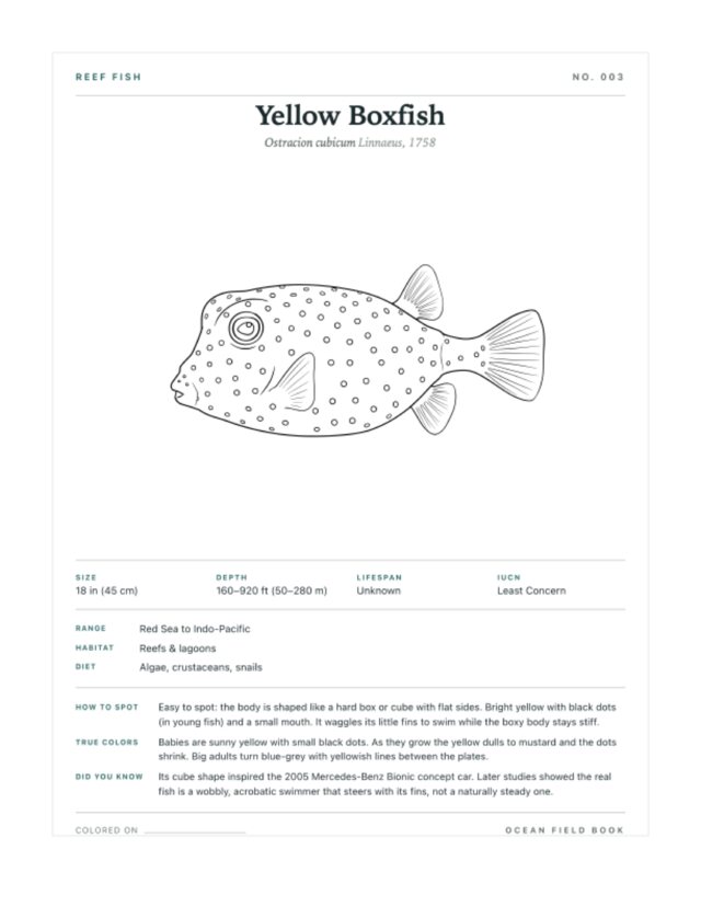 Yellow Boxfish coloring page — field guide card