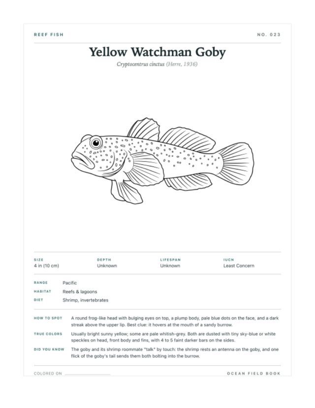 Yellow Watchman Goby coloring page — field guide card