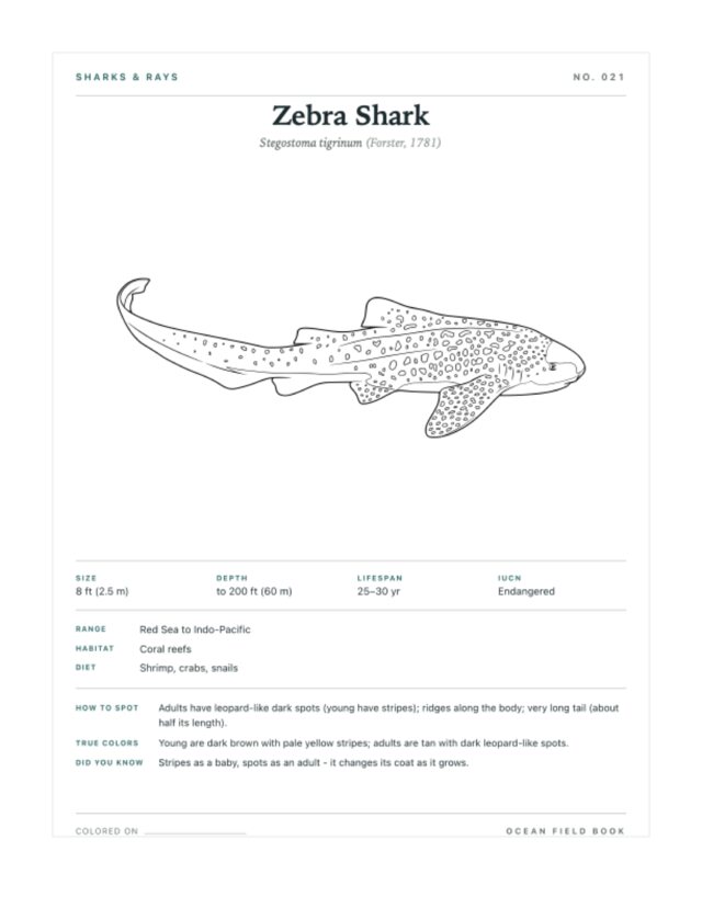 Zebra Shark coloring page — field guide card