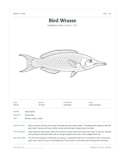 Bird Wrasse coloring page