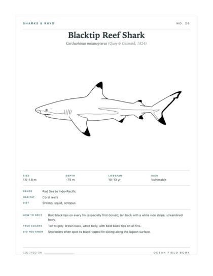 Blacktip Reef Shark coloring page