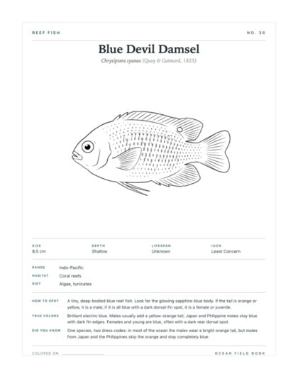 Blue Devil Damsel coloring page