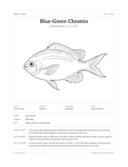 Blue-Green Chromis coloring page