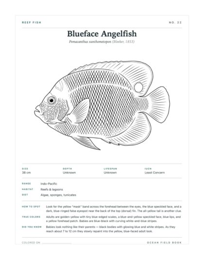 Blueface Angelfish coloring page