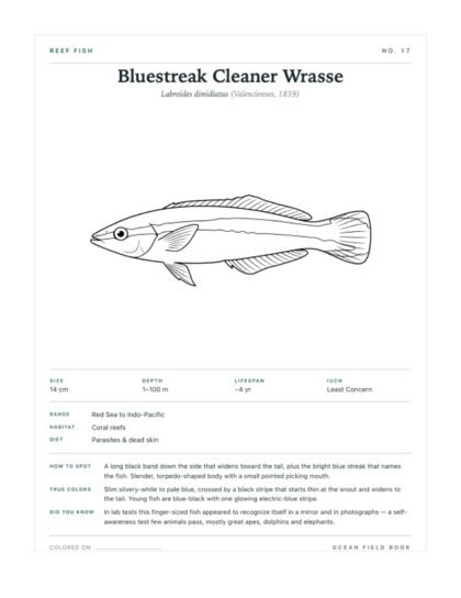 Bluestreak Cleaner Wrasse coloring page