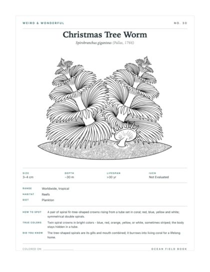 Christmas Tree Worm coloring page