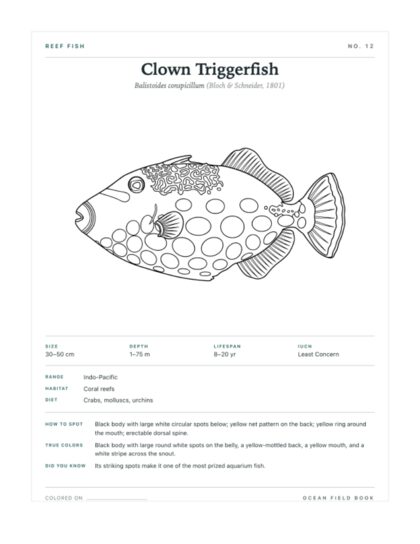 Clown Triggerfish coloring page