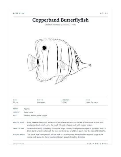 Copperband Butterflyfish coloring page