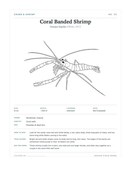 Coral Banded Shrimp coloring page