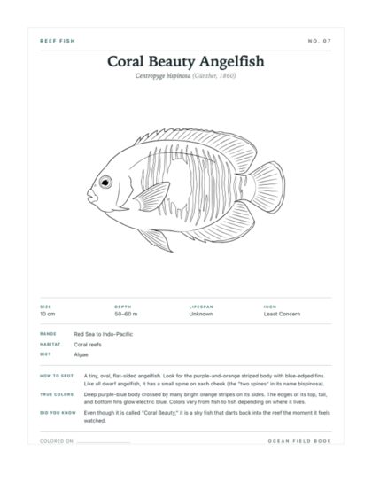 Coral Beauty Angelfish coloring page