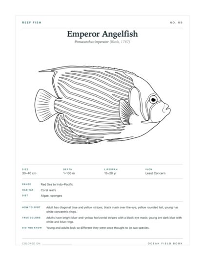 Emperor Angelfish coloring page