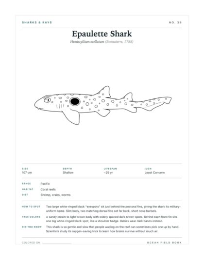 Epaulette Shark coloring page