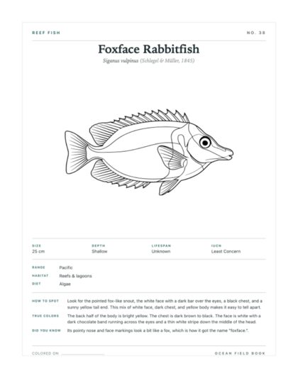 Foxface Rabbitfish coloring page