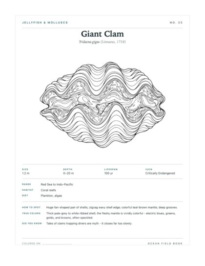 Giant Clam coloring page