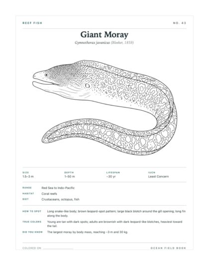 Giant Moray coloring page