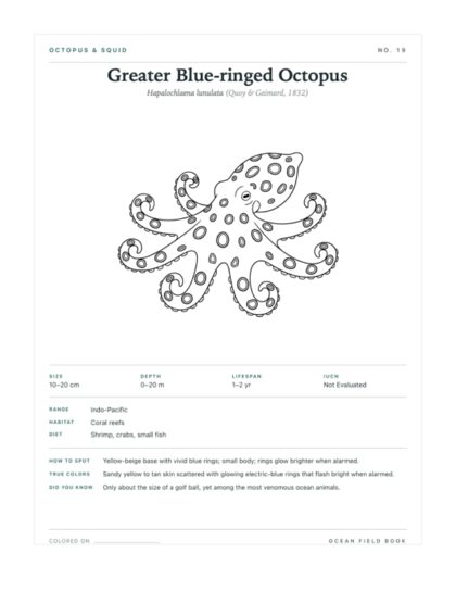 Greater Blue-ringed Octopus coloring page