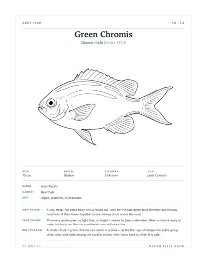 Green Chromis coloring page