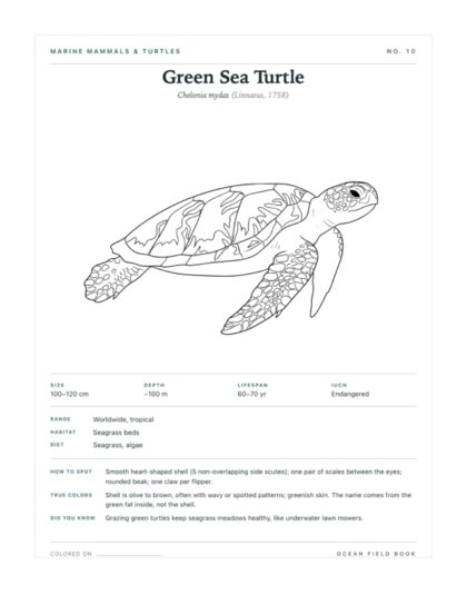 Green Sea Turtle coloring page