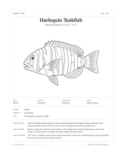 Harlequin Tuskfish coloring page