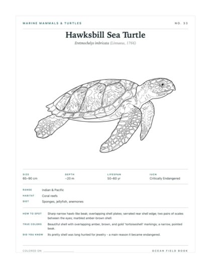Hawksbill Sea Turtle coloring page