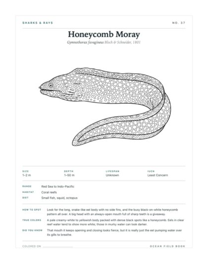 Honeycomb Moray coloring page