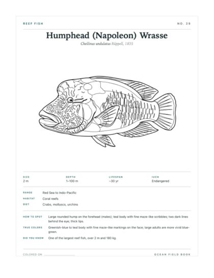 Humphead (Napoleon) Wrasse coloring page