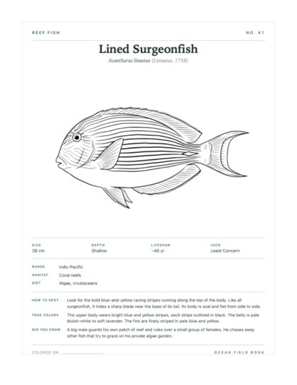 Lined Surgeonfish coloring page