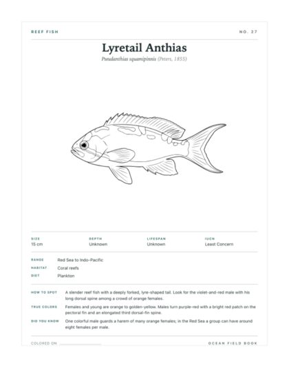Lyretail Anthias coloring page