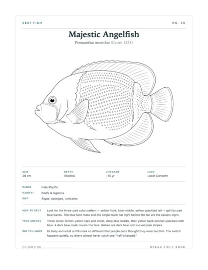 Majestic Angelfish coloring page