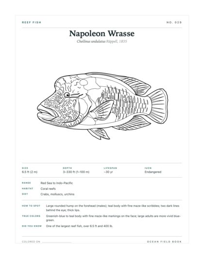 Napoleon Wrasse coloring page