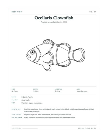 Ocellaris Clownfish coloring page