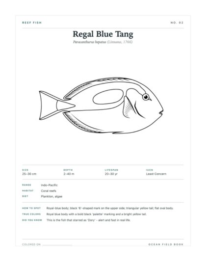 Regal Blue Tang coloring page