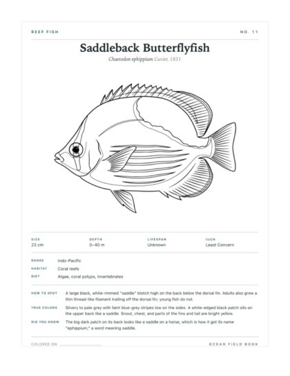 Saddleback Butterflyfish coloring page