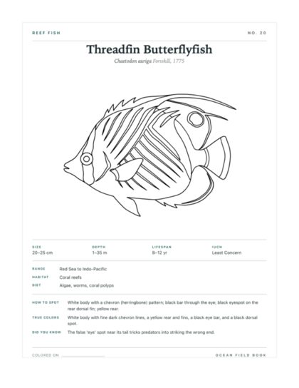 Threadfin Butterflyfish coloring page