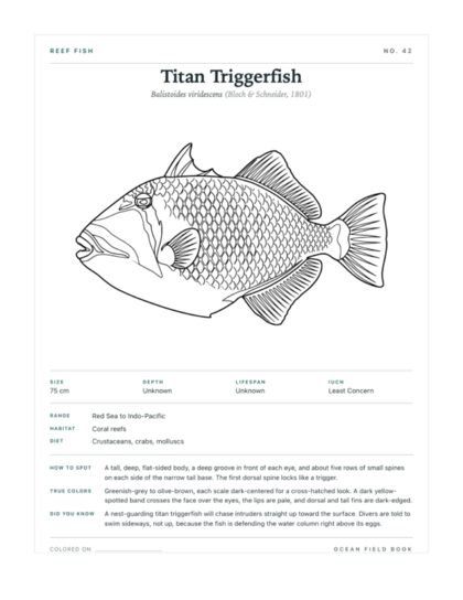 Titan Triggerfish coloring page