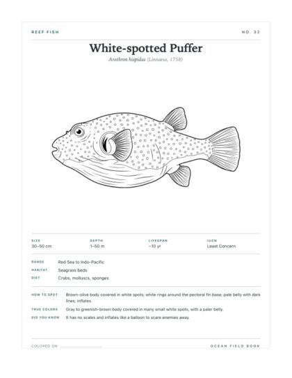 White-spotted Puffer coloring page